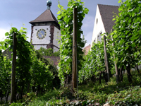 Weinreben am Schwabentor